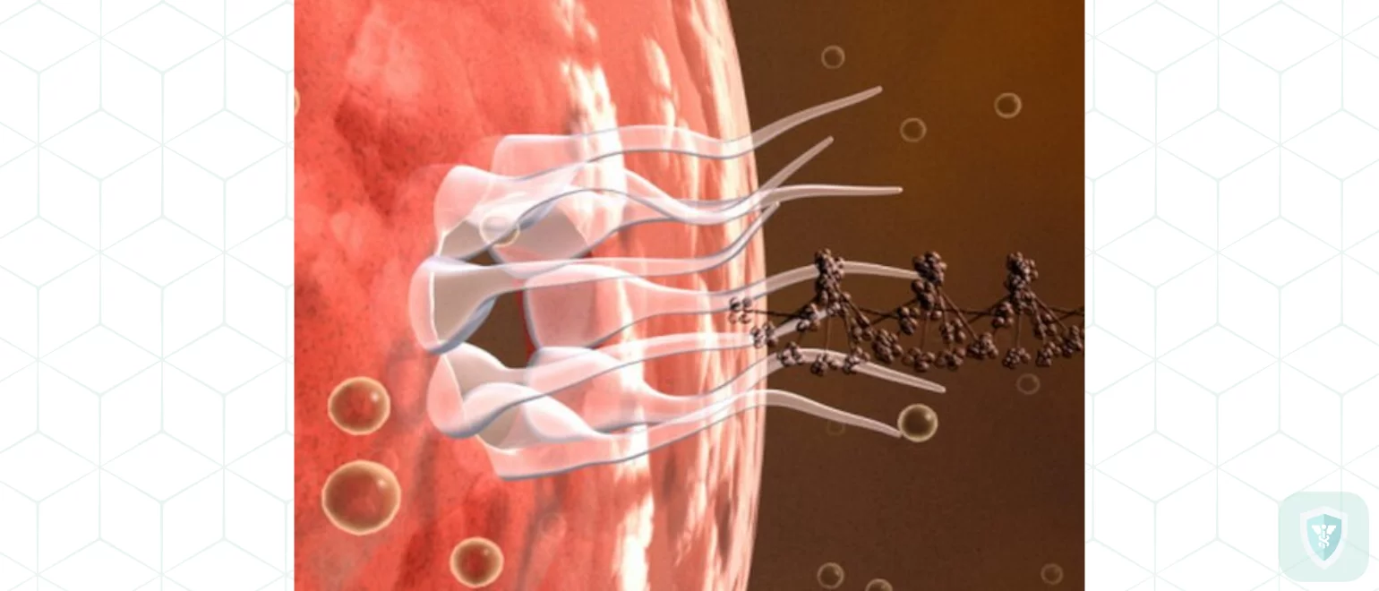 Вирусы гриппа типов A, Al, A2 Вирусы гриппа типов A, Al, A2