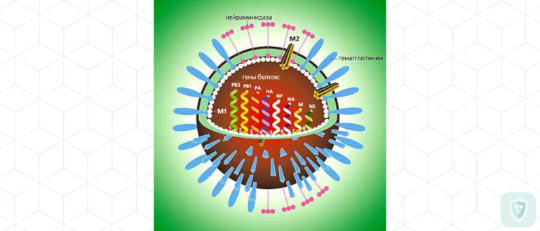 Антигенная структура штаммов вируса