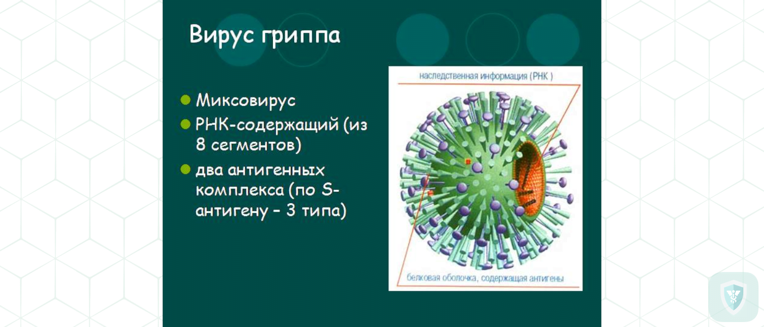 Патоморфология и патогенез гриппозных поражений нервной системы