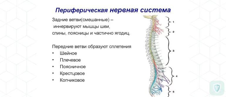 Различные токсические поражения периферической нервной системы