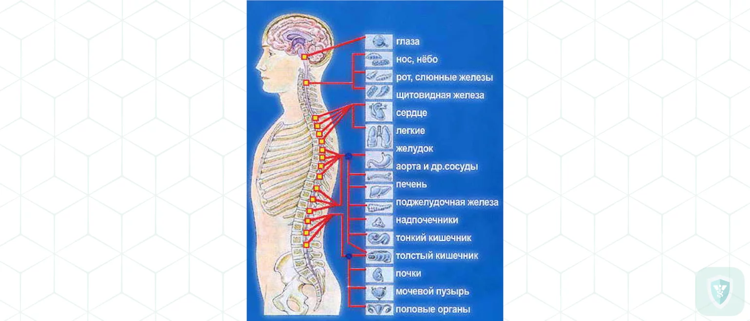 Заболевания периферической нервной системы