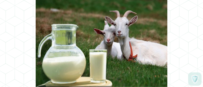 Козье молоко для крепкого здоровья. Почему его употребление целесообразно?
