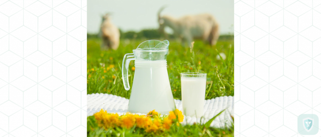 Козье молоко для крепкого здоровья. Почему его употребление целесообразно?