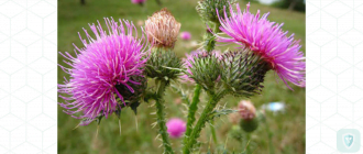 Полезные травы для печени: расторопша и ее уникальное действие