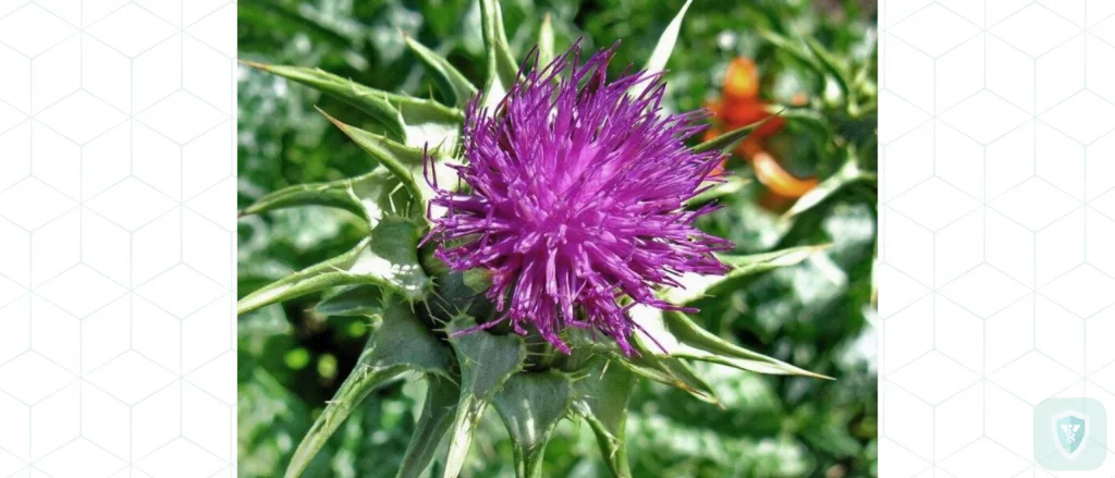 Полезные травы для печени: расторопша и ее уникальное действие