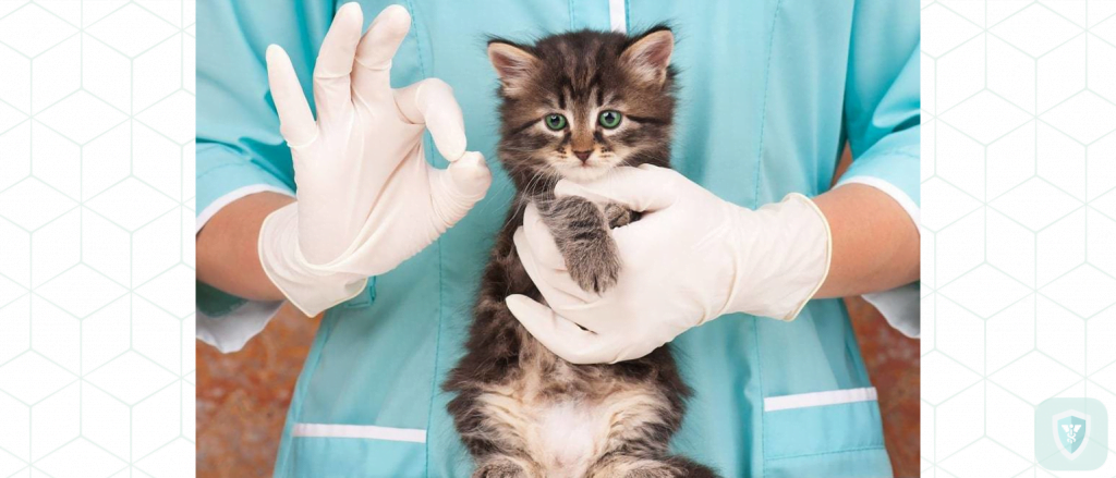 Аллергия на кошек: лечение