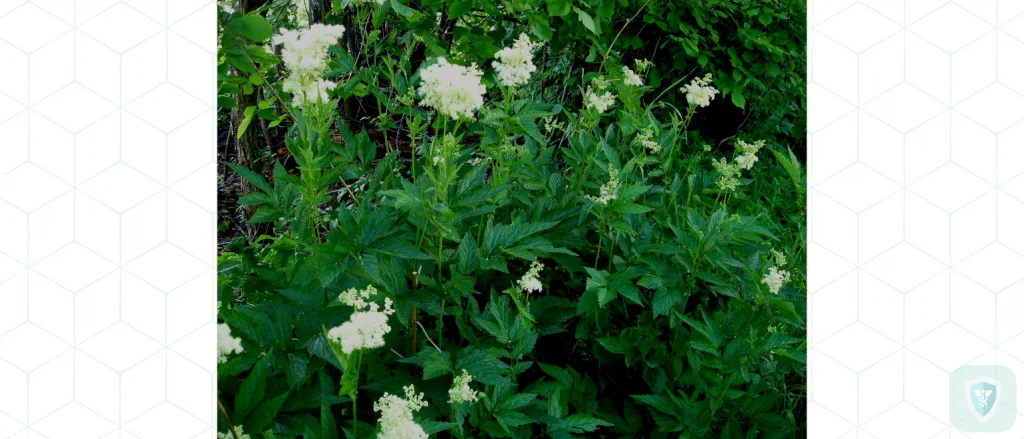 Проблема псориаза и народные методы лечения